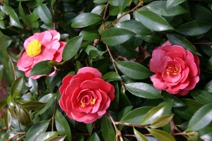 Hart, BK_#1_Camellias in Bloom