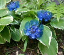 Hart, BK_#5_Blue Poppies